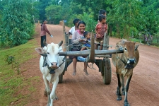 © Martina Miethig, Kambodscha, Kampong Thom, Ochsenkarren