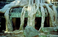 © Martina Miethig, Kambodscha, Angkor, Ta Prohm, Wurzelruine