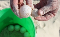 © Martina Miethig, Kuba, Cuba privado, Cayo Largo, Meereschildkröten-Eier