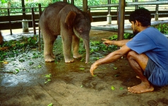 © Martina Miethig, Sri Lanka, Elefantenkind