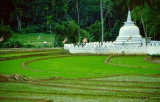 © Martina Miethig, Sri Lanka, Reisfeld, Dagoba