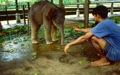 © Martina Miethig, Sri Lanka, Elefantenkind