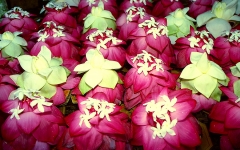 © Martina Miethig, Sri Lanka, Lotosblüten, Opfergabe