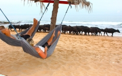 © Martina Miethig, Sri Lanka, Tangalle, Strand, Büffelherde