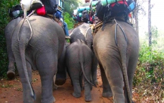 © Martina Miethig, Thailand, Norden, Elefanten Trekking