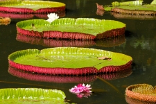 © Martina Miethig, Mauritius, Pamplemousses Botanischer Garten, Wasserlilien