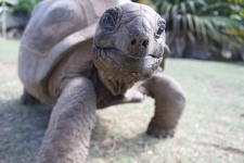 © Martina Miethig, Mauritius, Rodrigues, Schildkröte