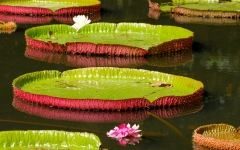 © Martina Miethig, Mauritius, Pamplemousses Botanischer Garten, Wasserlilien