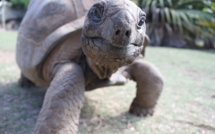 © Martina Miethig, Mauritius, Rodrigues, Schildkröte