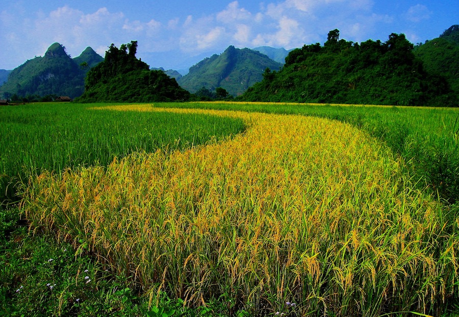 © Martina Miethig, Vietnam, Nordvietnam, Sa Pa, Reisfeld
