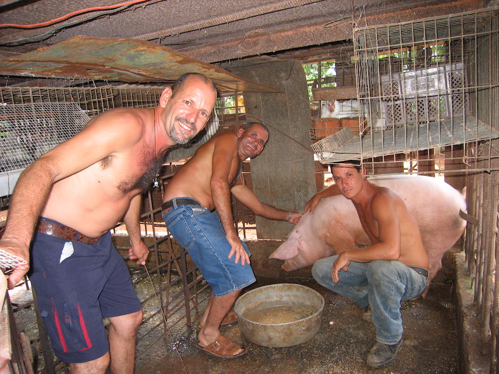 © Martina Miethig, Kuba im Schweinestall in Kuba-Provinz Güira de Melena