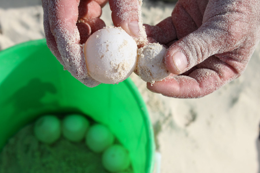 © Martina Miethig, Kuba, Cayo Largo, Meereschildkröten Eier