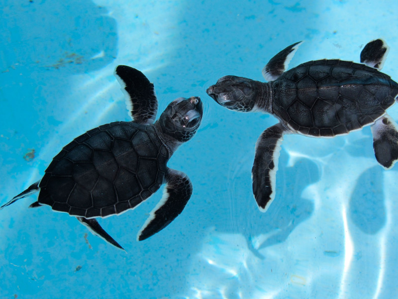 © Martina Miethig, Kuba, Cayo Largo, Meeresschildkröten Babies