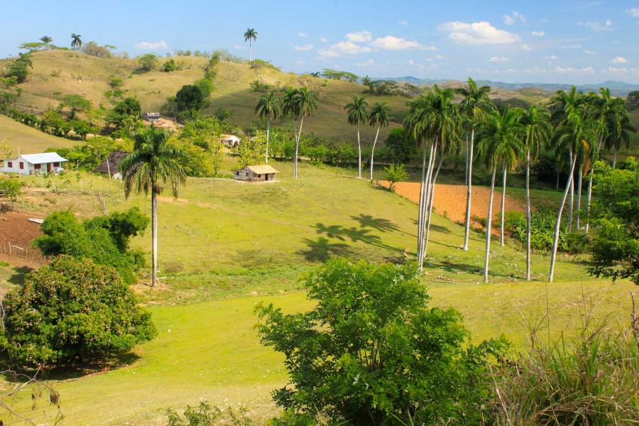 © Martina Miethig, Kuba, Königspalmen, Sierra del Escambray
