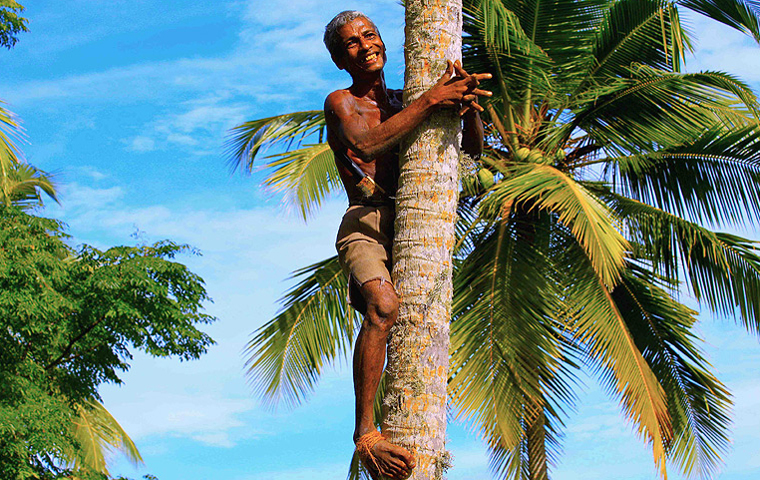 © Martina Miethig, Sri Lanka, Kokosnusspflücker