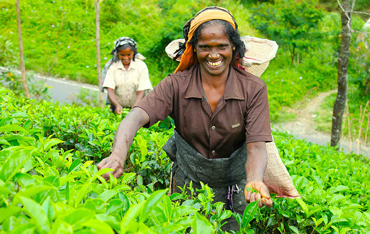 © Martina Miethig, Sri Lanka, Teepflückerin
