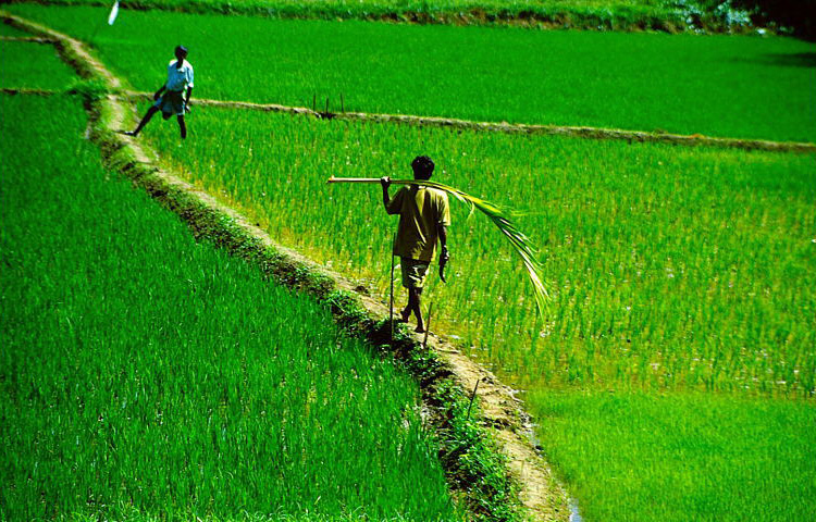 © Martina Miethig, Sri Lanka, Reisbauern bei Matale