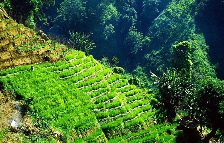 © Martina Miethig, Sri Lanka, Reisterrassen bei Ella