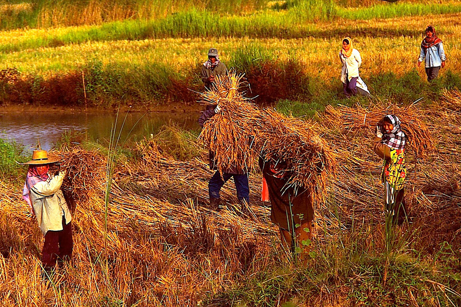 © Martina Miethig, Thailand, Norden, Chiang Rai, Bauern bei der Reisernte