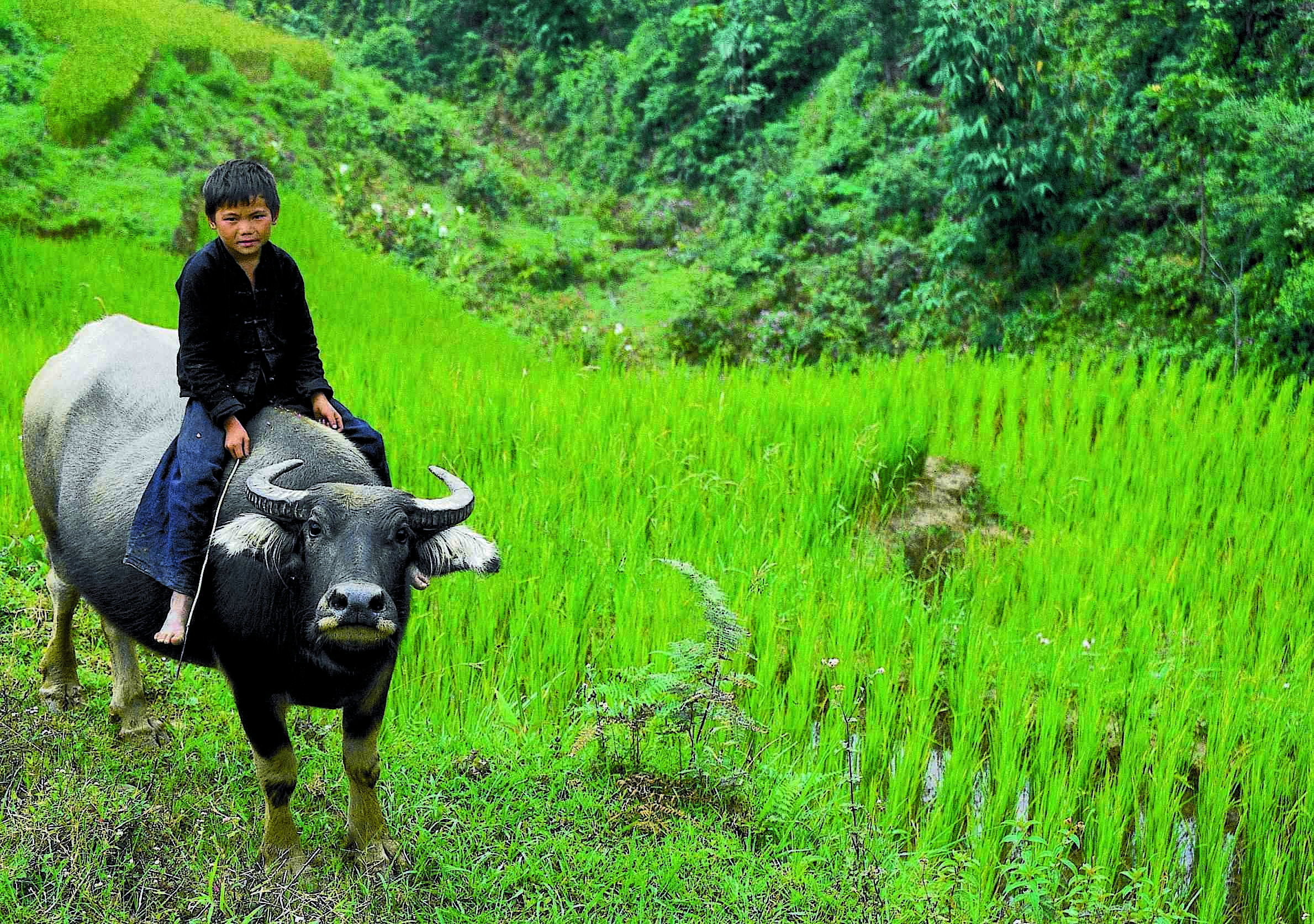 © Martina Miethig, Vietnam, Sa Pa, Junge auf Wasserbueffel im Reisfeld